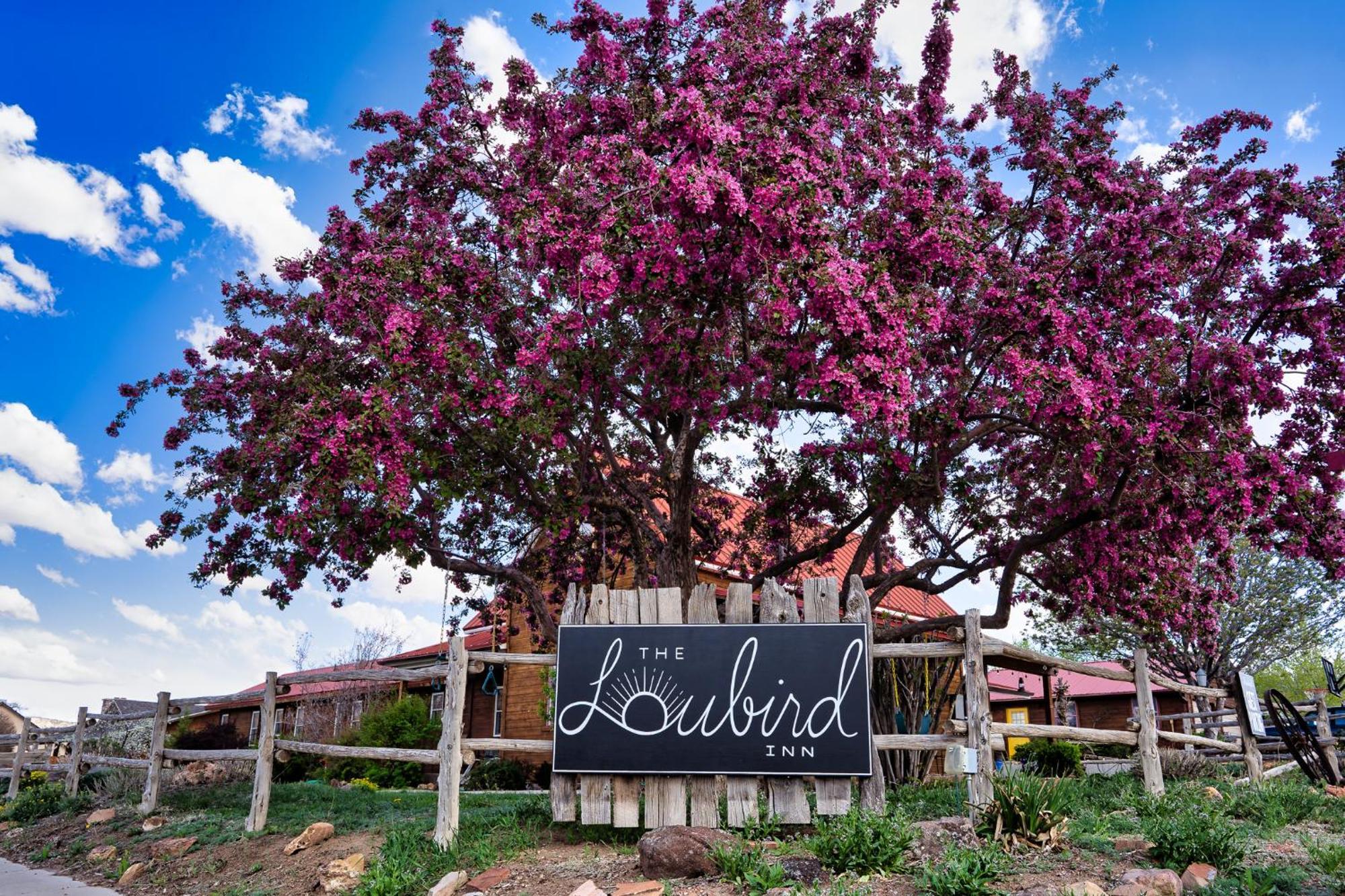 The Loubird Inn Escalante Exteriér fotografie